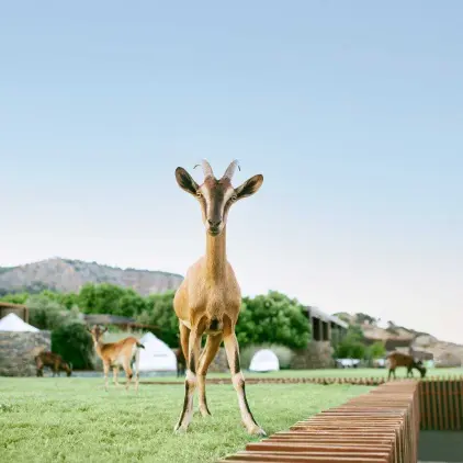 Maxx Royal Bodrum — Gallery 3